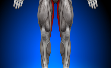 Adductor